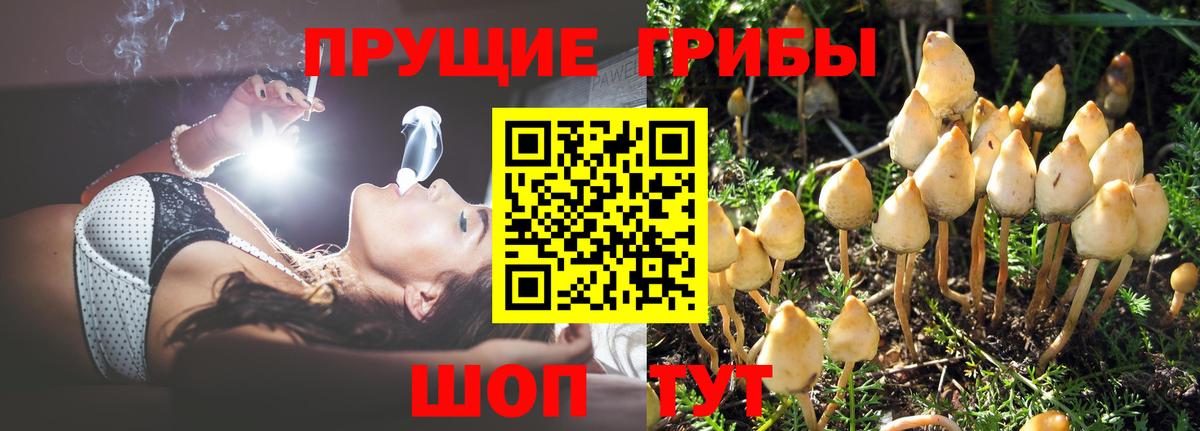 Псилоцибиновые грибы GOLDEN TEACHER  Псилоцибиновые грибы Psilocybe  продажа наркотиков  Евпатория  Вход с VPN 